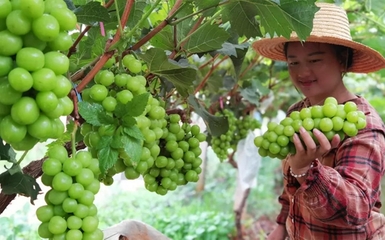 未來五年 云南彌勒構(gòu)建“六大支撐體系”賦能初級農(nóng)產(chǎn)品，引領(lǐng)農(nóng)業(yè)發(fā)展與農(nóng)民致富新篇章