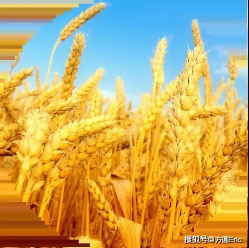 良好農(nóng)業(yè)規(guī)范（GAP）與初級農(nóng)產(chǎn)品 定義、核心與實(shí)踐意義