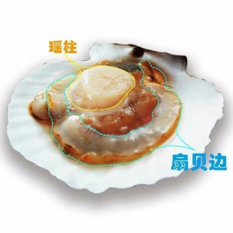 品鑒海洋鮮萃 野生元貝干貝的選購與試吃體驗(yàn)